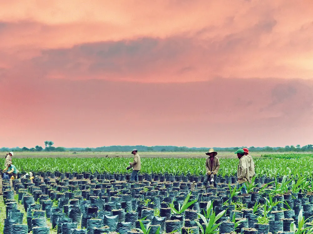 Agricultores de óleo de palma na Colômbia a plantar palmeiras