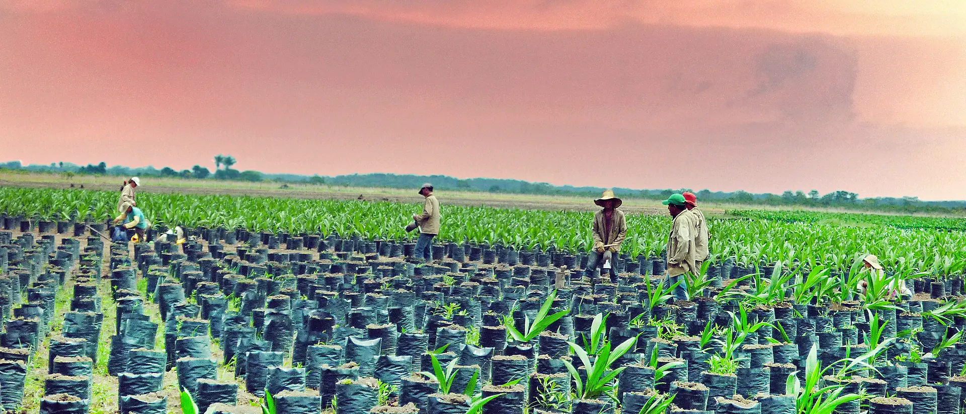 5 produtores de óleo de palma da Colômbia num campo com árvores jovens de óleo de palma